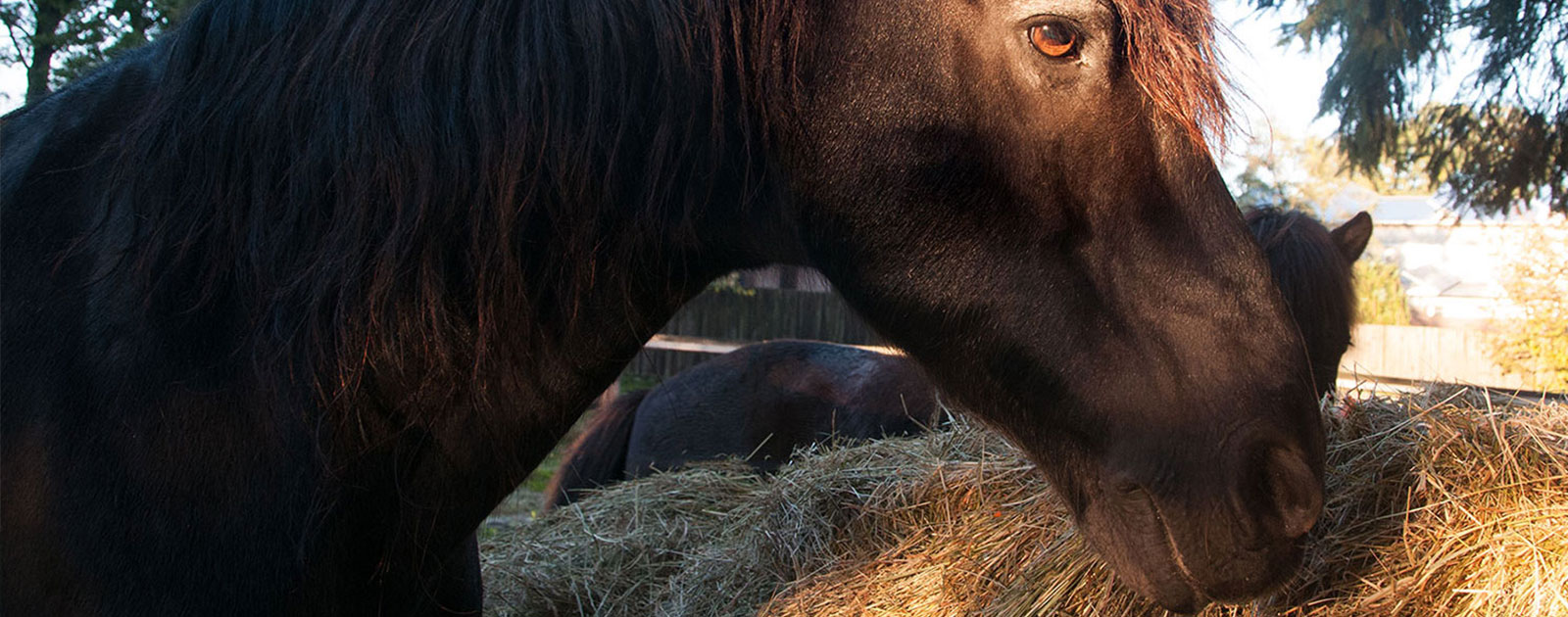 Jetzt Heulage bestellen